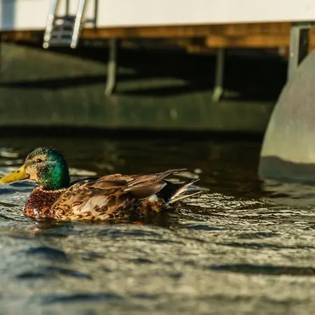 Hausboot Aegir Mit Dachterrasse In Am Ostseefjord Schlei Botel Schleswig